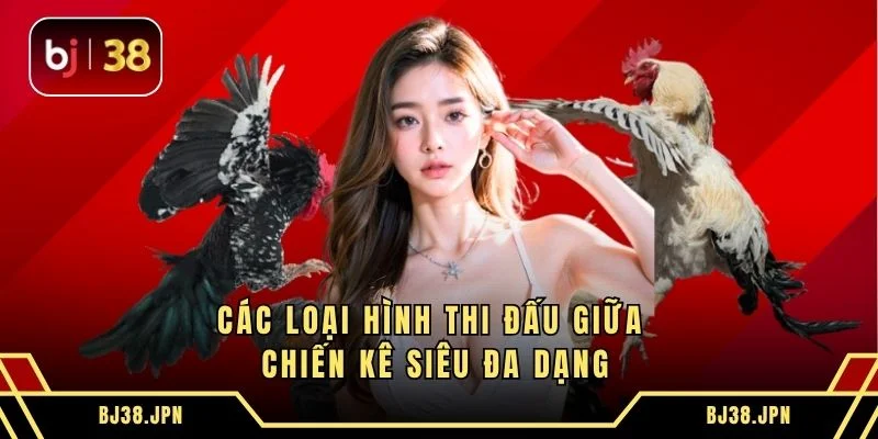 Các loại hình thi đấu giữa chiến kê siêu đa dạng