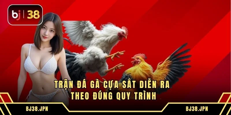 Trận đá gà cựa sắt diễn ra theo đúng quy trình